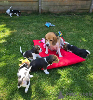 Photo №2 de l'annonce № 175324 de la vente beagle - acheter à Lituanie annonce privée, éleveur