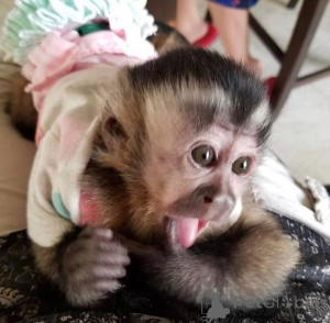 Photo №2 de l'annonce № 161363 de la vente  - acheter à Australie 