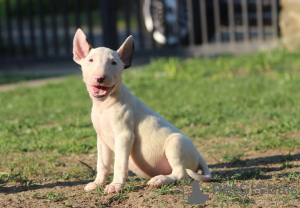 Photo №3. Chiots bull-terrier standards. Serbie