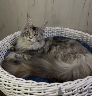 Photo №1. maine coon - à vendre en ville de Alabama | 1€ | Annonce № 161214