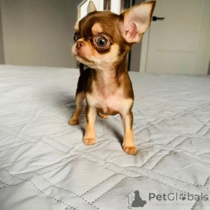 Photo №2 de l'annonce № 174875 de la vente chihuahua - acheter à France annonce privée