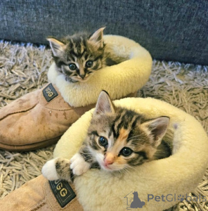 Photo №1. maine coon - à vendre en ville de Neukirchen am großvendiger | 307€ | Annonce № 172428