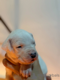 Photo №3. Chien argentine dogo argentino fci. Pologne