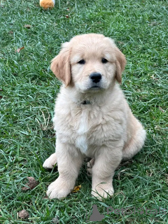 Photo №1. golden retriever - à vendre en ville de Мадрид | Gratuit | Annonce №103882