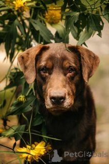 Photo №1. labrador retriever - à vendre en ville de Khimki | Gratuit | Annonce №156854