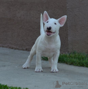 Photos supplémentaires: chiots bull terrier a vendre