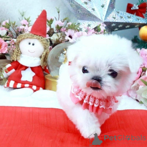 Photo №1.  - à vendre en ville de Bogumin | Gratuit | Annonce №162182