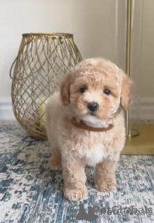 Photo №3. Chiots Maltipoo. Allemagne