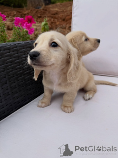 Photo №3. Mignons chiots chiens saucisses à la recherche de foyers aimants !. Allemagne
