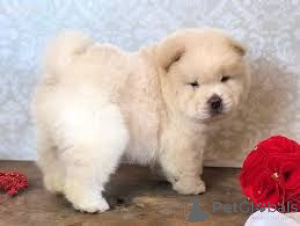 Photo №1. chow-chow - à vendre en ville de Modling | 450€ | Annonce №170133