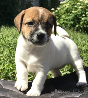 Photo №1. jack russell terrier - à vendre en ville de Cherikov | négocié | Annonce №175643