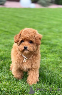 Photo №3. Tiny Red Toy Poodle Puppy Puppy Vet VetCecked, vacciné et prêt pour la maison. La Grande-Bretagne