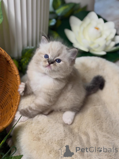 Photo №1. ragdoll - à vendre en ville de Ansbach | négocié | Annonce № 157125