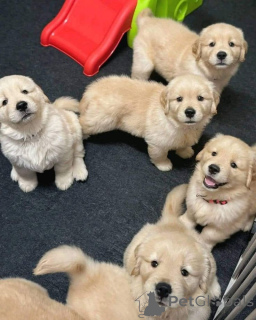 Photo №1. labrador retriever - à vendre en ville de Houes | 475€ | Annonce №168817