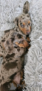 Photo №1. teckel - à vendre en ville de Austin | 1753€ | Annonce №134740