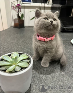 Photo №2 de l'annonce № 104147 de la vente british shorthair - acheter à Allemagne 