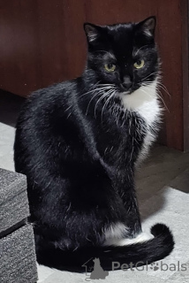 Photo №3. La tendre Amira. Biélorussie