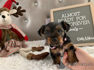 Photo №2 de l'annonce № 163333 de la vente yorkshire terrier - acheter à Monténégro annonce privée, de l'abri