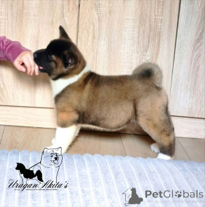 Photo №1. akita (chien) - à vendre en ville de Jagodina | négocié | Annonce №174448