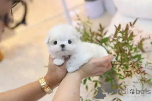 Photo №1. bichon maltais - à vendre en ville de Varsovie | négocié | Annonce №163079