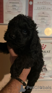 Photos supplémentaires: Caniche - Ça et les nains