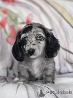 Photo №2 de l'annonce № 164017 de la vente teckel - acheter à La finlande annonce privée, de l'abri