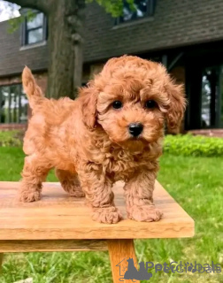 Photo №3. Chiots jouets disponibles maintenant. Slovaquie