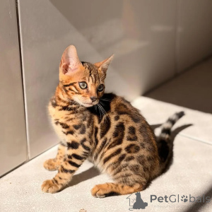 Photo №2 de l'annonce № 169871 de la vente bengal - acheter à Allemagne éleveur