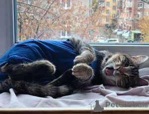 Photo №2 de l'annonce № 156956 de la vente  - acheter à Fédération de Russie annonce privée