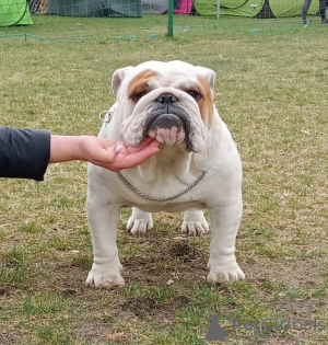 Photos supplémentaires: Bouledogue anglais FCI