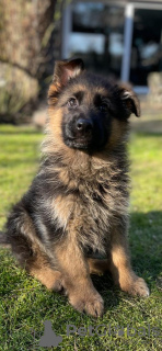 Photos supplémentaires: Beaux chiots GSD d'Europe à vendre