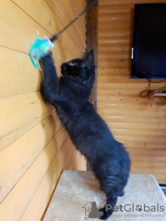 Photo №3. Black Maine Coon, un magnifique chaton avec une personnalité intéressante. Ukraine