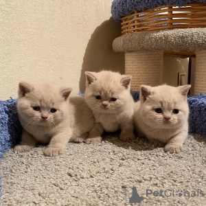 Photo №1. british shorthair - à vendre en ville de Tartu | 339€ | Annonce № 169741