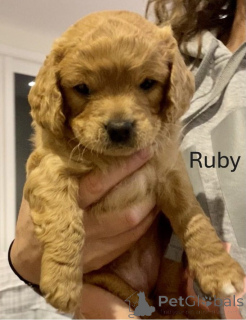 Photo №4. Je vais vendre golden retriever en ville de Alice Springs. éleveur - prix - 436€