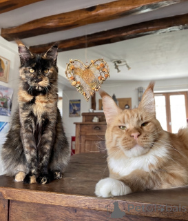 Photo №2 de l'annonce № 174186 de la vente maine coon - acheter à La finlande 