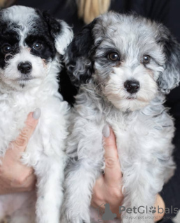 Photos supplémentaires: Chiots disponibles à l'adoption