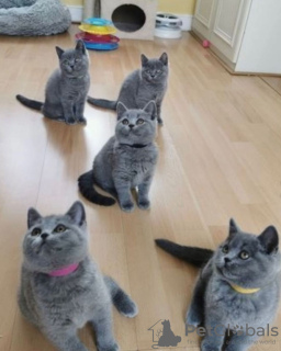 Photo №4. Je vais vendre british shorthair en ville de Кеми. annonce privée - prix - 400€