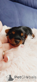 Photo №1. yorkshire terrier - à vendre en ville de Nevada City | 379€ | Annonce №106257