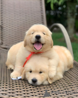 Photo №1. golden retriever - à vendre en ville de Gênes | négocié | Annonce №175503