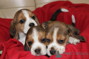 Photo №4. Je vais vendre beagle en ville de Aleksandria Pierwsza. éleveur - prix - 627€