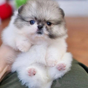 Photo №3. Les chiots jouets de Poméranie sont prêts, les jouets mâles et femelles de. Danemark