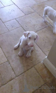 Photo №4. Je vais vendre dobermann en ville de Mandaluyong. annonce privée - prix - négocié