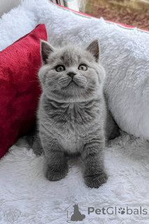 Photo №1. british shorthair - à vendre en ville de Livingston | négocié | Annonce № 173850