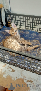 Photo №3. Savane F6. Fédération de Russie