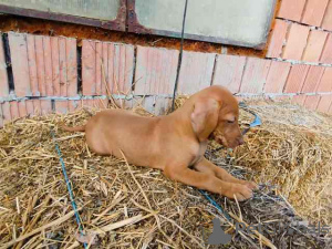 Photo №1. braque hongrois à poil court - à vendre en ville de Temerin | négocié | Annonce №154660