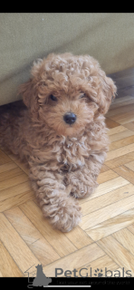 Photo №1. caniche (jouet) - à vendre en ville de Zürich | négocié | Annonce №145001