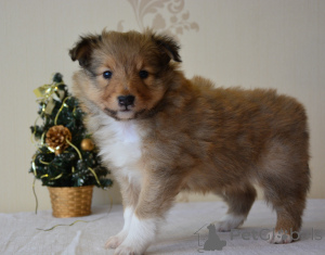 Photo №3. Nataïja Golovane. La Lettonie