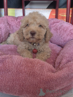 Photo №2 de l'annonce № 176827 de la vente labradoodle - acheter à Serbie éleveur