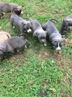 Photo №2 de l'annonce № 135751 de la vente american pit bull terrier - acheter à USA 
