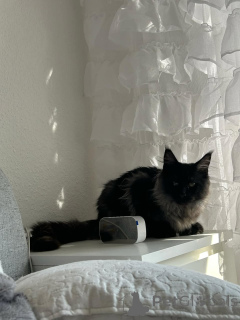 Photo №3. Impresionante Gatito Maine Coon. Espagne